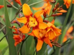 Montbretie 'Emily McKenzie' -Edelrosen Geschaft montbretie emily mckenzie m058310 w 4