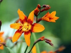 Montbretie 'Emily McKenzie' -Edelrosen Geschaft montbretie emily mckenzie m058310 w 5