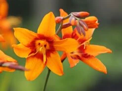 Montbretie 'Emily McKenzie' -Edelrosen Geschaft montbretie emily mckenzie m058310 w 6