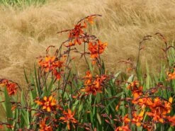 Montbretie 'Emily McKenzie' -Edelrosen Geschaft montbretie emily mckenzie m058310 w 7