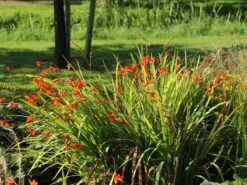 Montbretie 'Emily McKenzie' -Edelrosen Geschaft montbretie emily mckenzie m058310 w 8