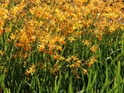 Montbretie 'George Davidson' 18 Montbretie 'George Davidson' -Edelrosen Geschaft montbretie george davidson m044703 w 0