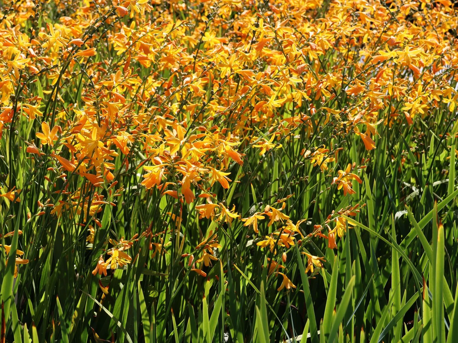 Montbretie 'George Davidson' 8 Montbretie 'George Davidson' – Bild 8