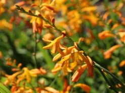 Montbretie 'George Davidson' 19 Montbretie 'George Davidson' -Edelrosen Geschaft montbretie george davidson m044703 w 1