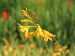 Montbretie 'George Davidson' 17 Montbretie 'George Davidson' -Edelrosen Geschaft montbretie george davidson m044703 w 2