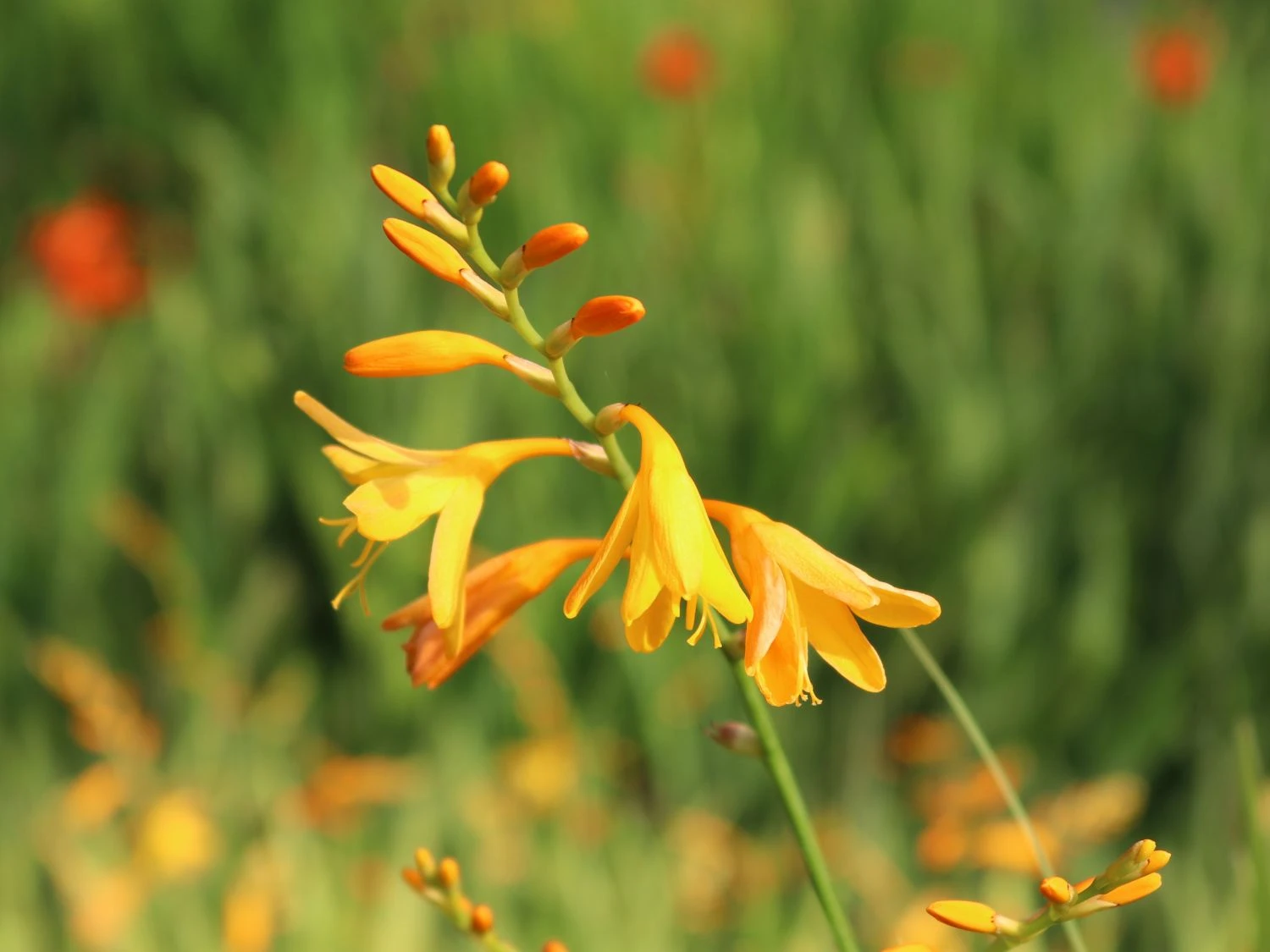 Montbretie 'George Davidson' 7 Montbretie 'George Davidson' – Bild 7