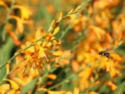 Montbretie 'George Davidson' 16 Montbretie 'George Davidson' -Edelrosen Geschaft montbretie george davidson m044703 w 3