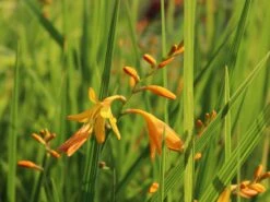 Montbretie 'George Davidson' 20 Montbretie 'George Davidson' -Edelrosen Geschaft montbretie george davidson m044703 w 4