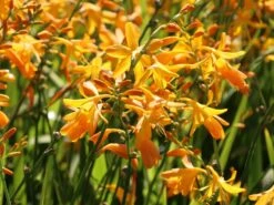 Montbretie 'George Davidson' 13 Montbretie 'George Davidson' -Edelrosen Geschaft montbretie george davidson m044703 w 5