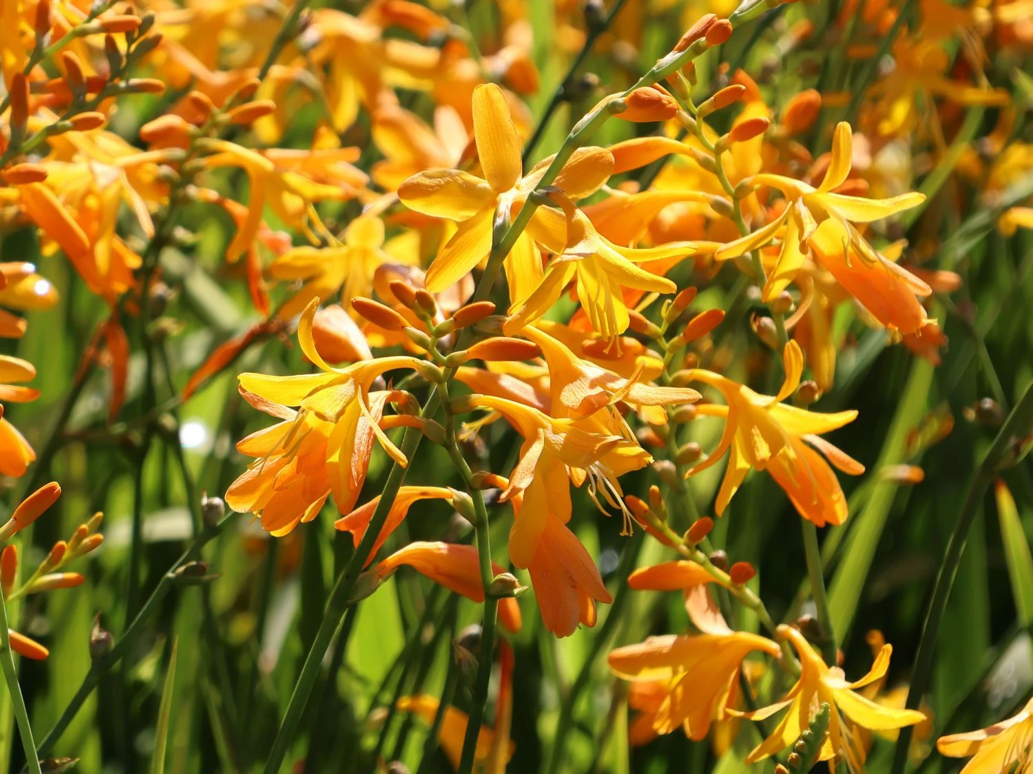 Montbretie 'George Davidson' 3 Montbretie 'George Davidson' – Bild 3