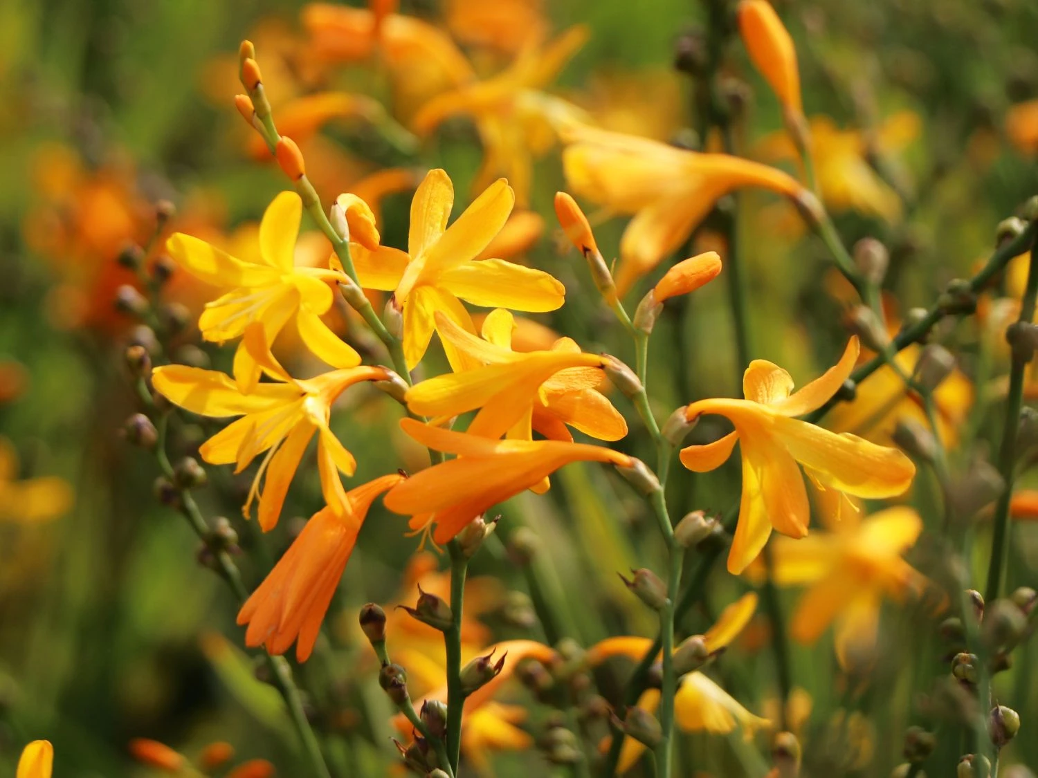 Montbretie 'George Davidson' 5 Montbretie 'George Davidson' – Bild 5