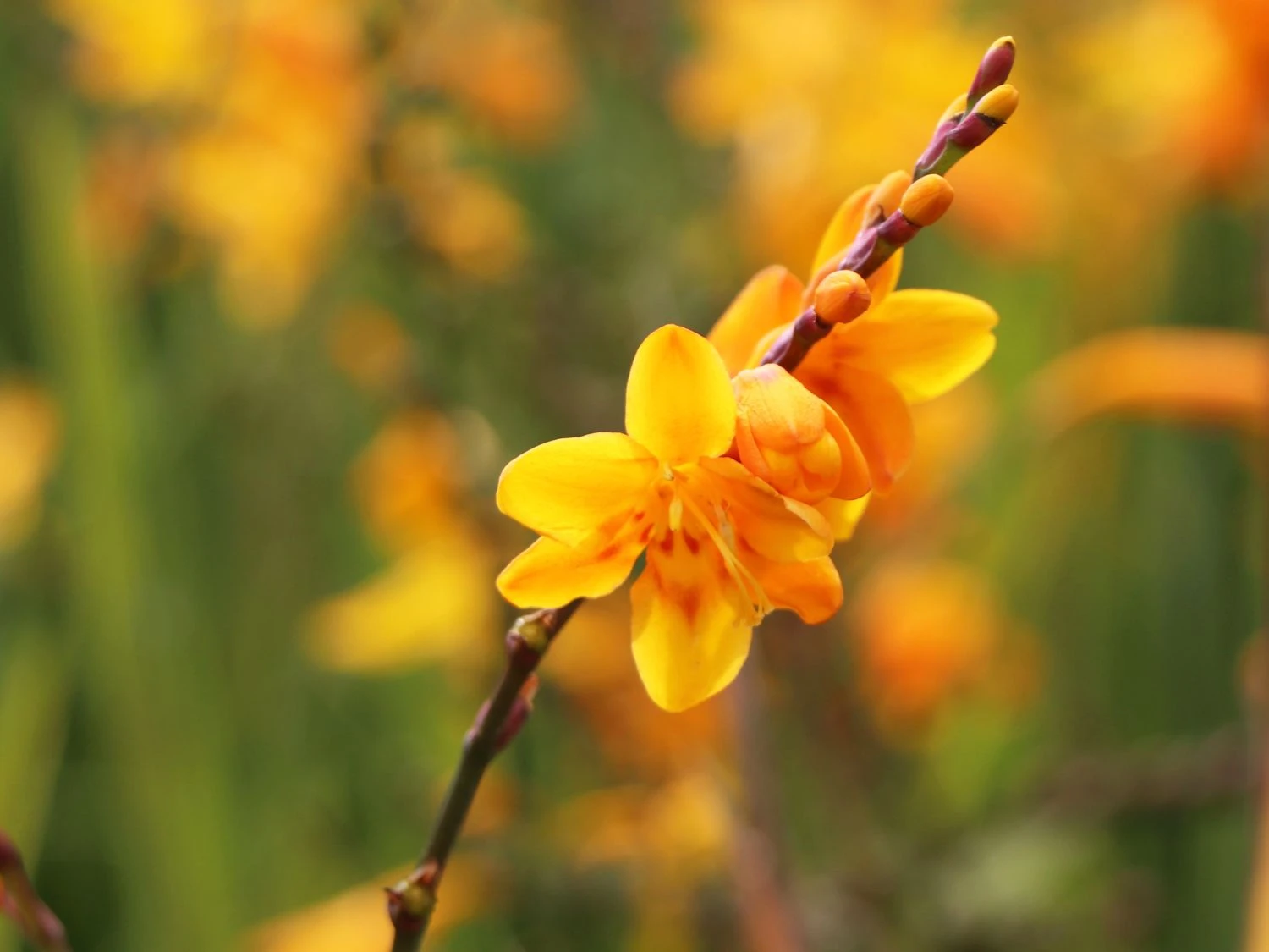 Montbretie 'George Davidson' 4 Montbretie 'George Davidson' – Bild 4