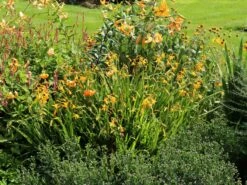 Montbretie 'George Davidson' 21 Montbretie 'George Davidson' -Edelrosen Geschaft montbretie george davidson m044703 w 8