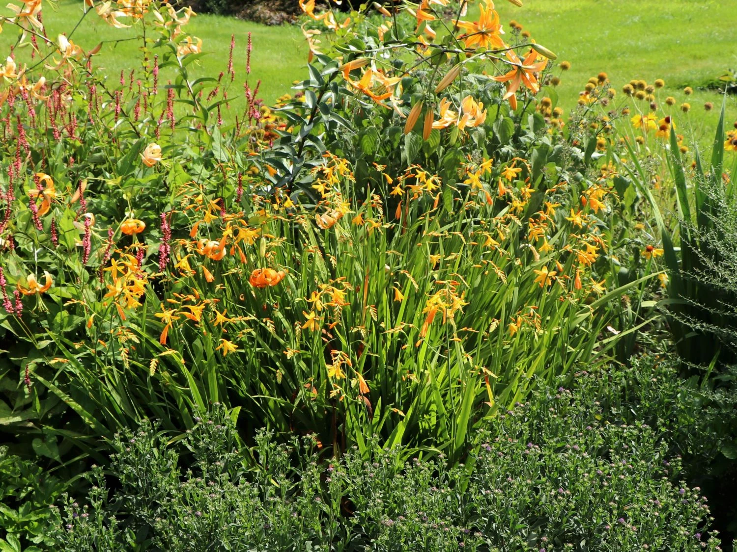 Montbretie 'George Davidson' 11 Montbretie 'George Davidson' – Bild 11