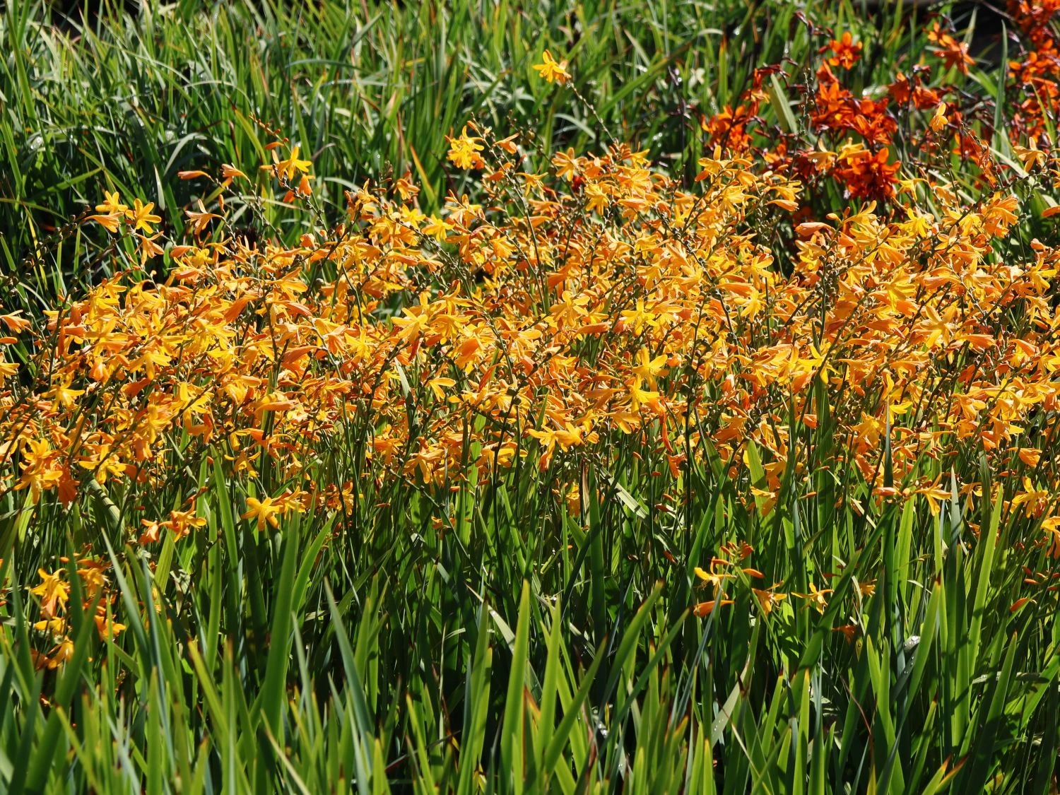 Montbretie 'George Davidson' 2 Montbretie 'George Davidson' – Bild 2