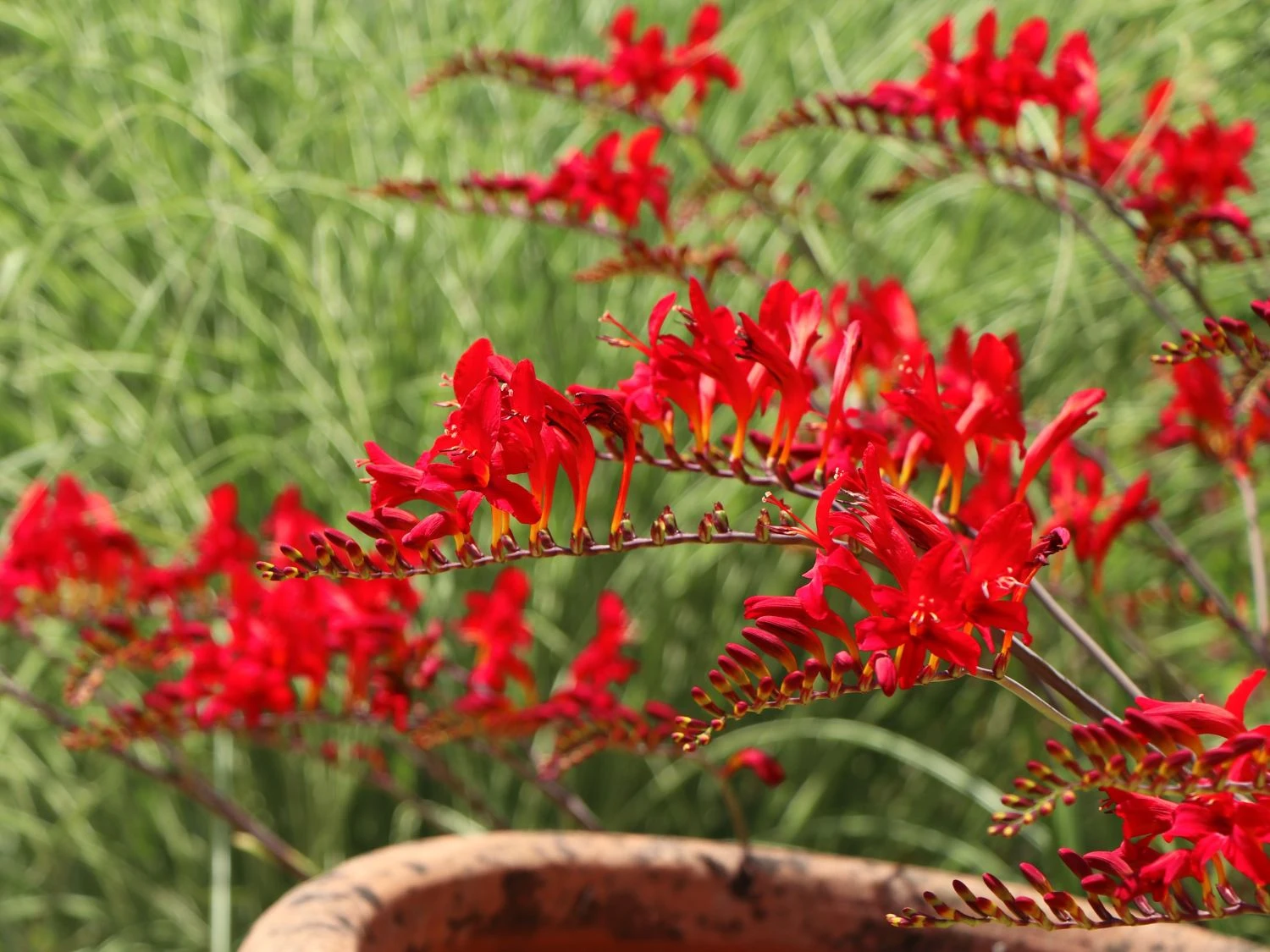 Montbretie 'Hellfire' 4 Montbretie 'Hellfire' – Bild 4