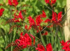 Montbretie 'Hellfire' 12 Montbretie 'Hellfire' -Edelrosen Geschaft montbretie hellfire m108453 w 1