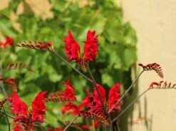 Montbretie 'Hellfire' 14 Montbretie 'Hellfire' -Edelrosen Geschaft montbretie hellfire m108453 w 2