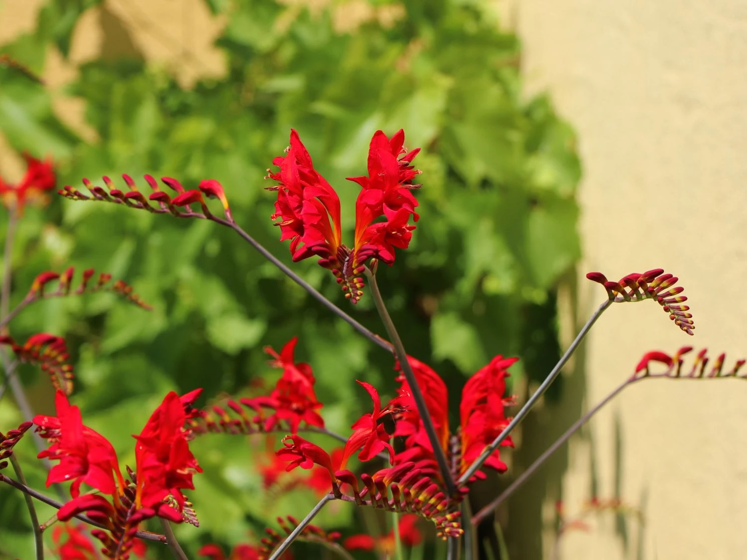 Montbretie 'Hellfire' 5 Montbretie 'Hellfire' – Bild 5