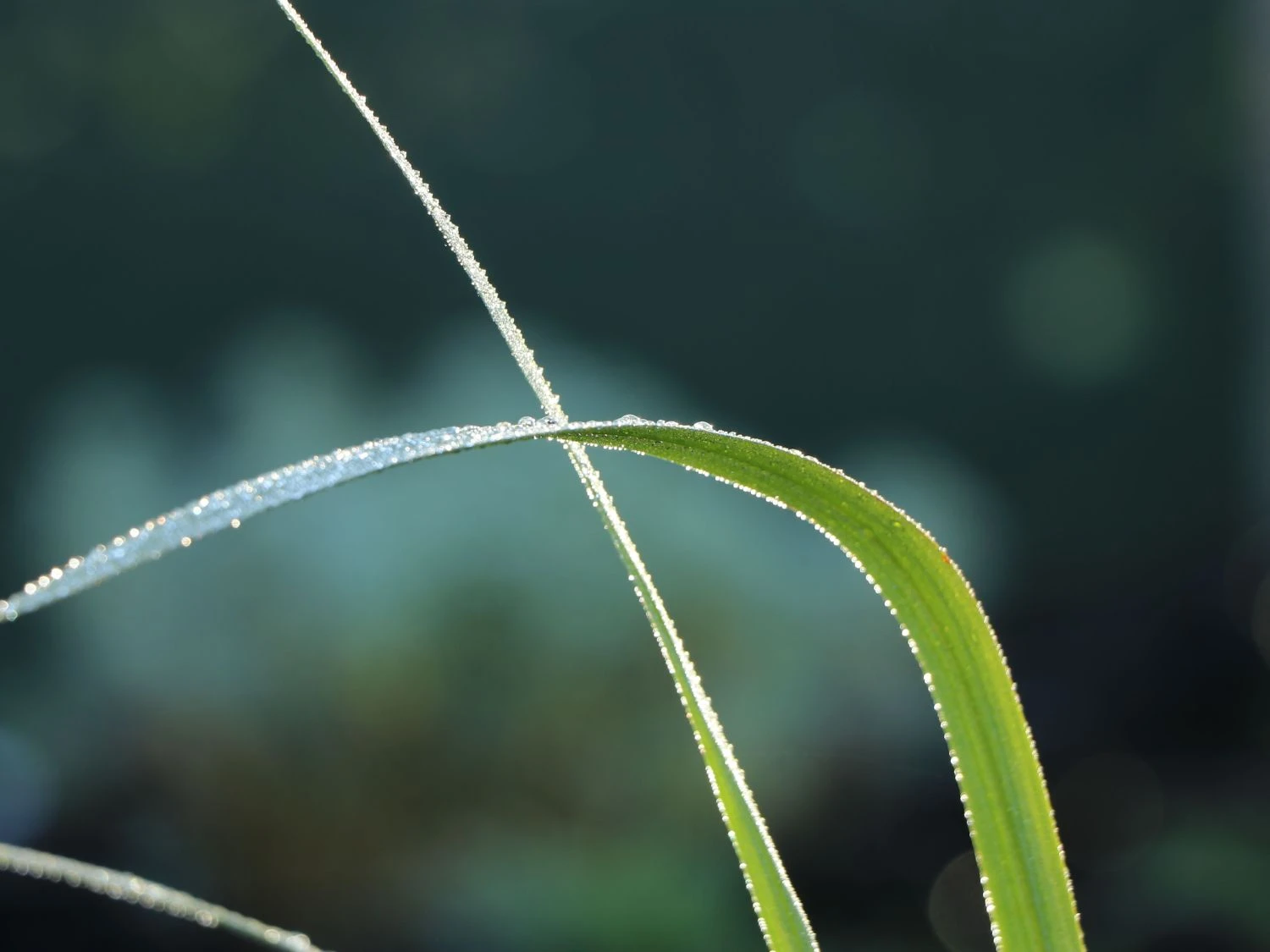 Montbretie 'Hellfire' 10 Montbretie 'Hellfire' – Bild 10