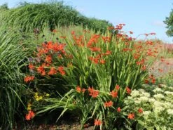 Montbretie 'Hellfire' 15 Montbretie 'Hellfire' -Edelrosen Geschaft montbretie hellfire m108453 w 4