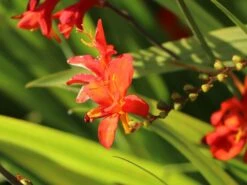 Montbretie 'Hellfire' 16 Montbretie 'Hellfire' -Edelrosen Geschaft montbretie hellfire m108453 w 5