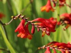 Montbretie 'Hellfire' 17 Montbretie 'Hellfire' -Edelrosen Geschaft montbretie hellfire m108453 w 6