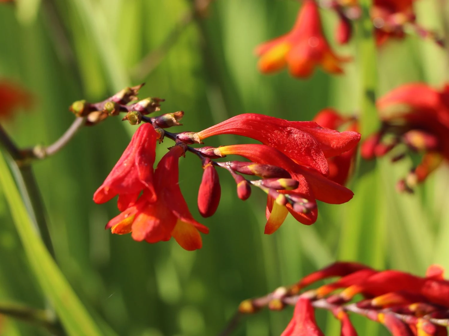 Montbretie 'Hellfire' 8 Montbretie 'Hellfire' – Bild 8