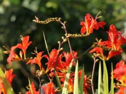 Montbretie 'Hellfire' 18 Montbretie 'Hellfire' -Edelrosen Geschaft montbretie hellfire m108453 w 7