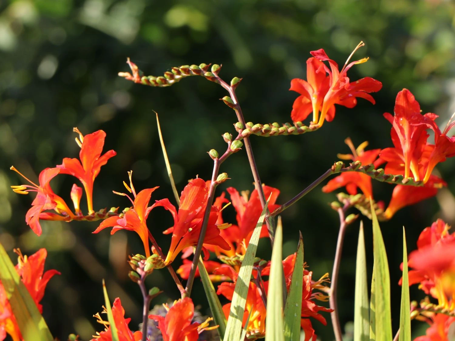 Montbretie 'Hellfire' 9 Montbretie 'Hellfire' – Bild 9