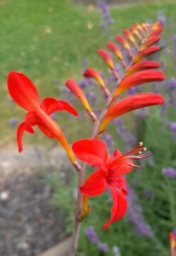 Montbretie 'Lucifer' 32 Montbretie 'Lucifer' -Edelrosen Geschaft montbretie lucifer m044704 1010650 1