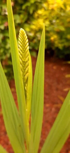 Montbretie 'Lucifer' 33 Montbretie 'Lucifer' -Edelrosen Geschaft montbretie lucifer m044704 193676 0