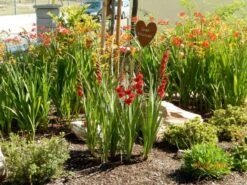 Montbretie 'Lucifer' 35 Montbretie 'Lucifer' -Edelrosen Geschaft montbretie lucifer m044704 411240 0