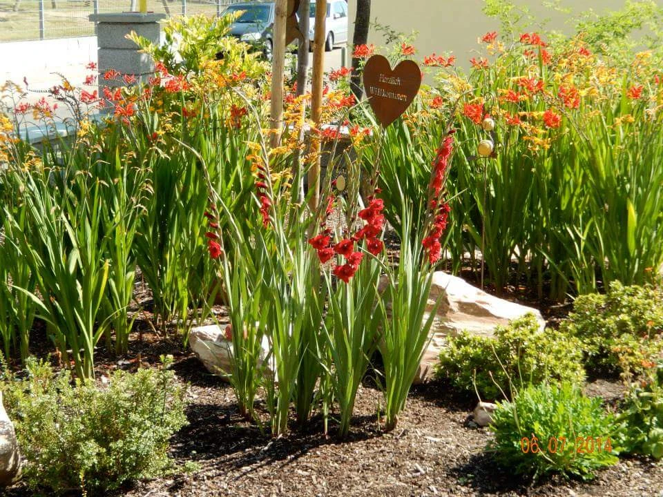 Montbretie 'Lucifer' 18 Montbretie 'Lucifer' – Bild 18