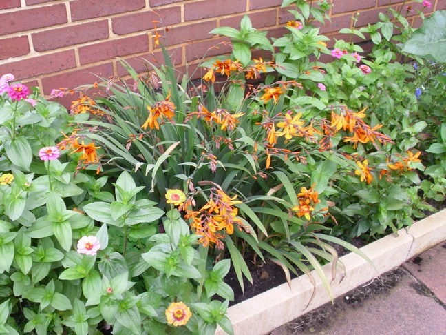 Montbretie 'Lucifer' 17 Montbretie 'Lucifer' – Bild 17