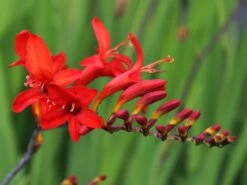 Edelrosen Geschaft -Edelrosen Geschaft montbretie lucifer m044704 w 0