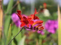 Montbretie 'Lucifer' 27 Montbretie 'Lucifer' -Edelrosen Geschaft montbretie lucifer m044704 w 1