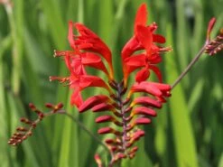 Montbretie 'Lucifer' 26 Montbretie 'Lucifer' -Edelrosen Geschaft montbretie lucifer m044704 w 10