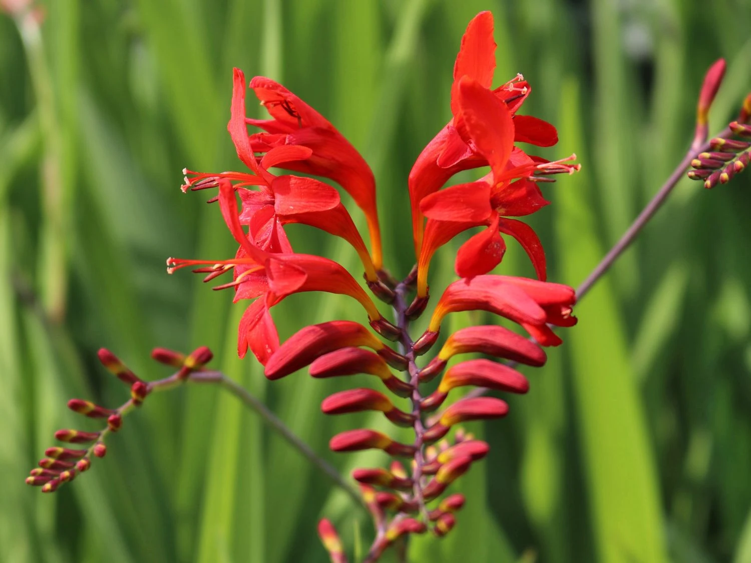 Montbretie 'Lucifer' 9 Montbretie 'Lucifer' – Bild 9