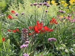 Montbretie 'Lucifer' 29 Montbretie 'Lucifer' -Edelrosen Geschaft montbretie lucifer m044704 w 11