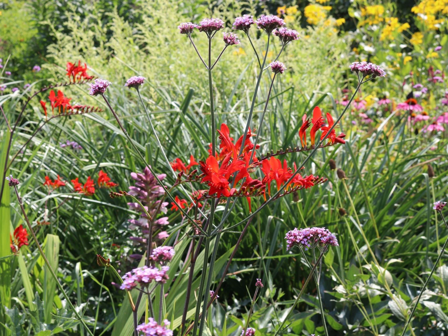 Montbretie 'Lucifer' 12 Montbretie 'Lucifer' – Bild 12