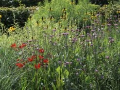 Montbretie 'Lucifer' 30 Montbretie 'Lucifer' -Edelrosen Geschaft montbretie lucifer m044704 w 12