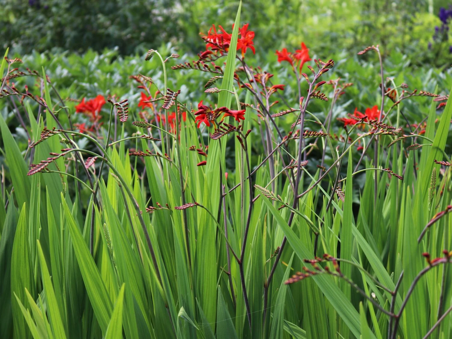 Montbretie 'Lucifer' 3 Montbretie 'Lucifer' – Bild 3