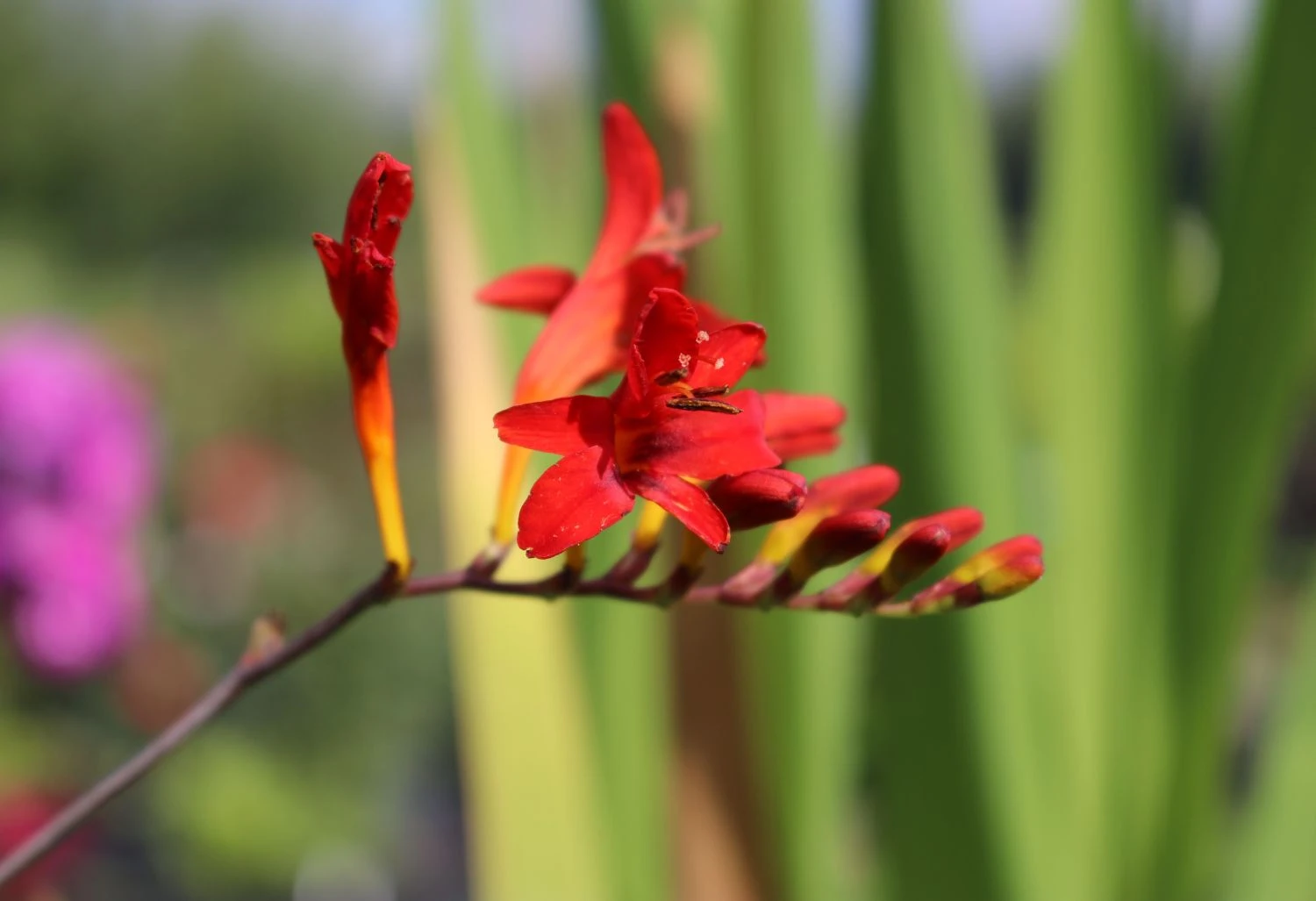 Montbretie 'Lucifer' 11 Montbretie 'Lucifer' – Bild 11