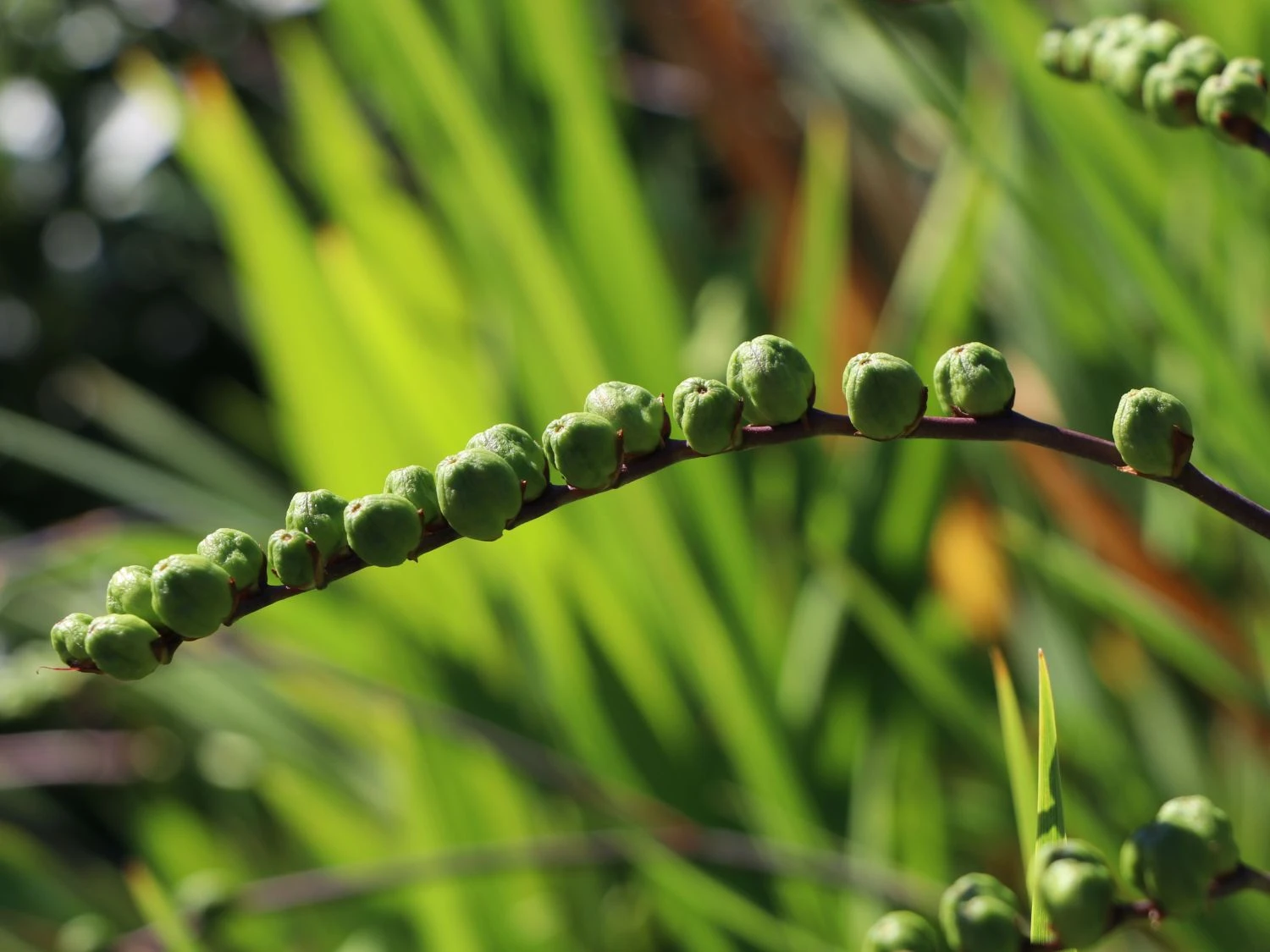 Montbretie 'Lucifer' 14 Montbretie 'Lucifer' – Bild 14