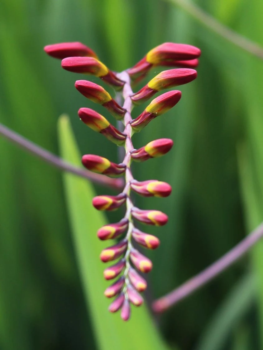 Montbretie 'Lucifer' 6 Montbretie 'Lucifer' – Bild 6