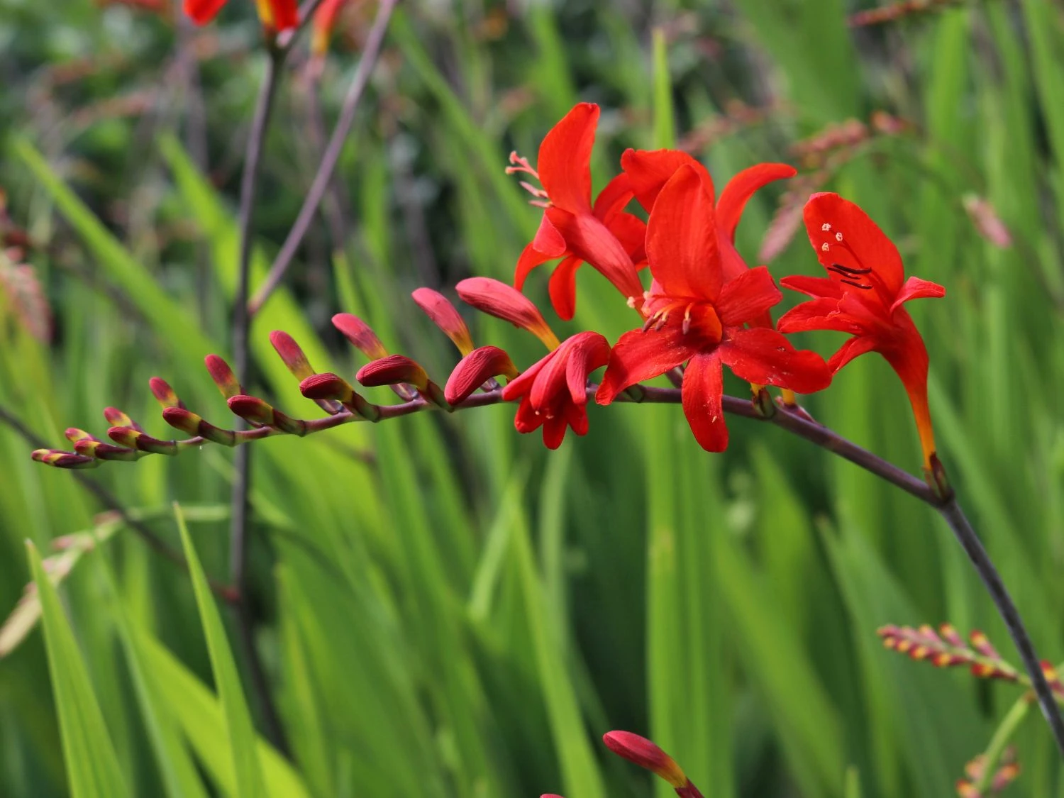 Montbretie 'Lucifer' 5 Montbretie 'Lucifer' – Bild 5