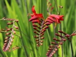 Montbretie 'Lucifer' 25 Montbretie 'Lucifer' -Edelrosen Geschaft montbretie lucifer m044704 w 8