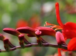 Montbretie 'Lucifer' 24 Montbretie 'Lucifer' -Edelrosen Geschaft montbretie lucifer m044704 w 9