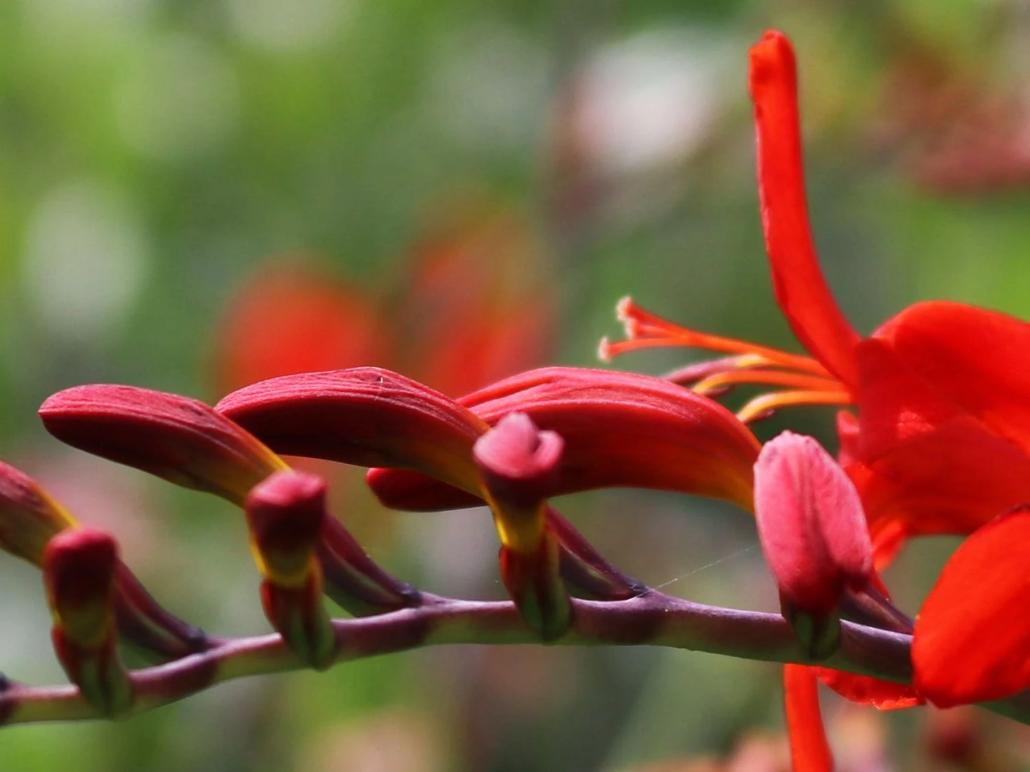 Montbretie 'Lucifer' 7 Montbretie 'Lucifer' – Bild 7